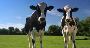Cow Manure: A Breaking New Natural Gas Resource