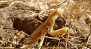 How The Praying Mantis Skyrockets Your Garden Production
