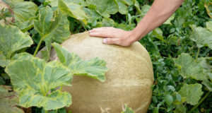 large melon