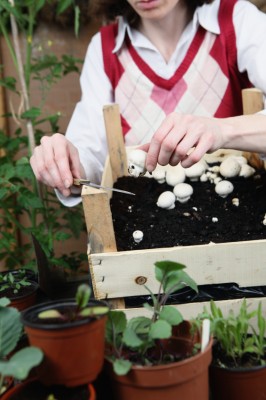 Growing Button Mushrooms