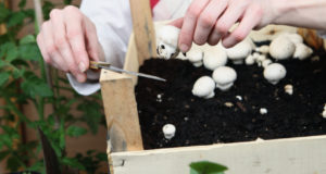 4 Easy Steps To Growing Your Own Mushrooms