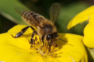 Bee