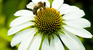 4 Surefire Ways To Attract Beneficial Bees To Your Garden