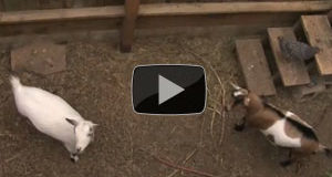 Urban goats for organic raw milk in a San Francisco backyard