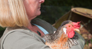 Lady Holding A Hen