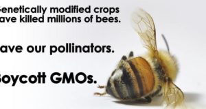 Monsanto Now Funding Bee Research After Round-Up Ready Queen Confiscated