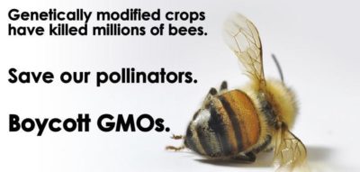GMO bees