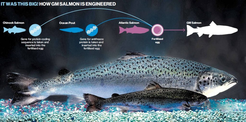 GMO salmon