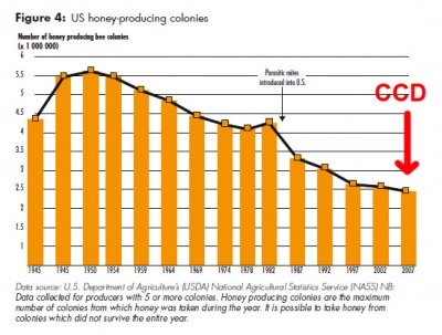 bee population