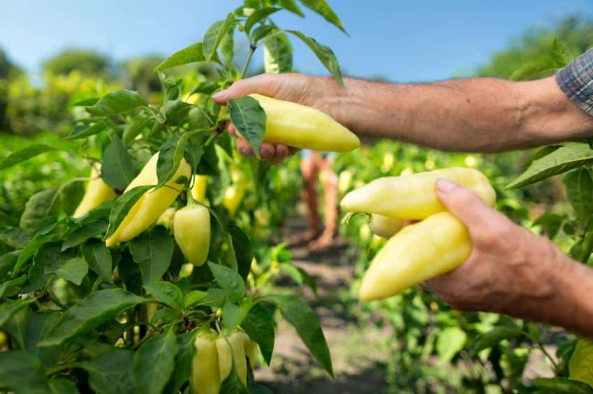 bell pepper acidic soil