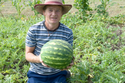 Farmer with melon in garden