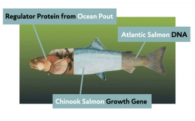 genetically engineered salmon