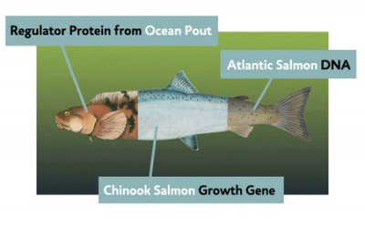 GMO Salmon Coming To A Grocery Store Near You? - Off The Grid News