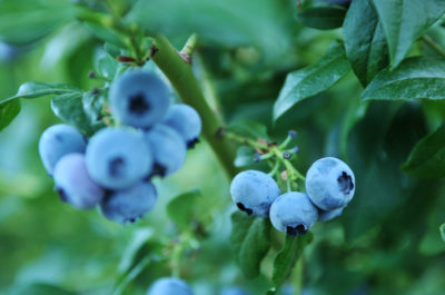grow blueberries