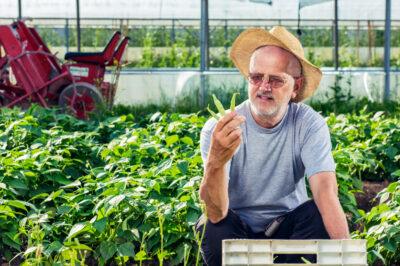 growing green beans