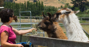 5 Important Reasons You Should Add Llamas To Your Livestock Herd