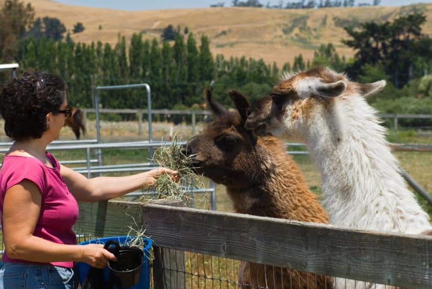 homestead llamas