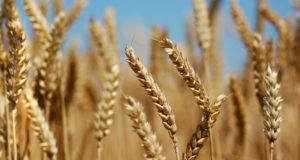 Kansas Farmer Sues Monsanto Over GMO Wheat