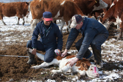 livestock treatment