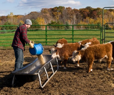 man feeding calves