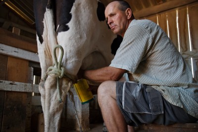 Dairy Farmer milking a cow