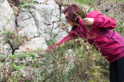 picking wild asparagus