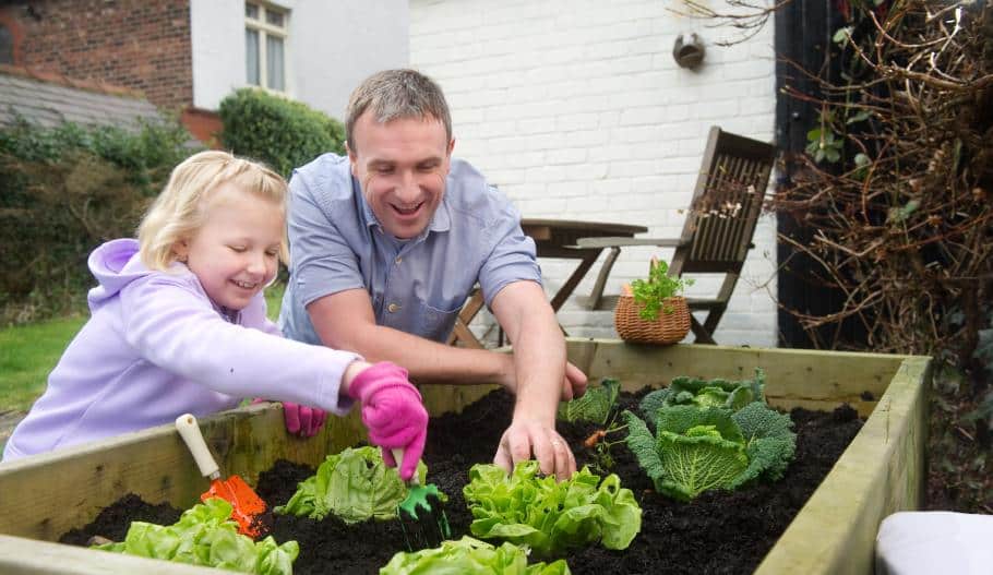 raised garden bed