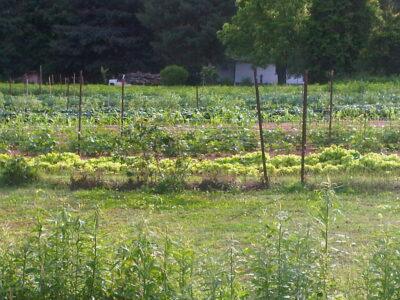 straight row garden