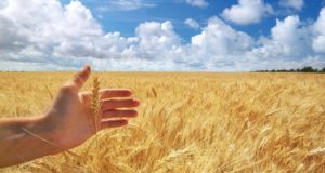 BREAKING: GMO Wheat Discovered In Oregon