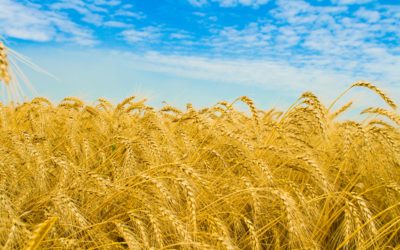 GMO wheat stored