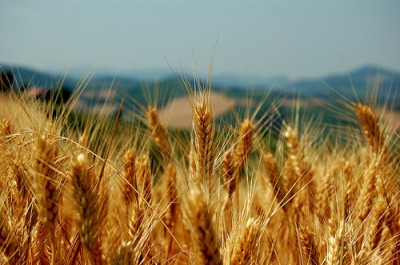 Monsanto GMO wheat lawsuit