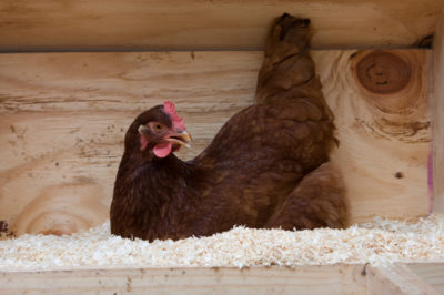 Rhode Island Red hen eggs