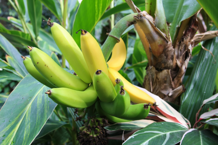 Банановое дерево. Сорта бананов. Банановое дерево комнатное растение. Настоящие бананы.