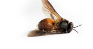 37 Million Bees Found Dead