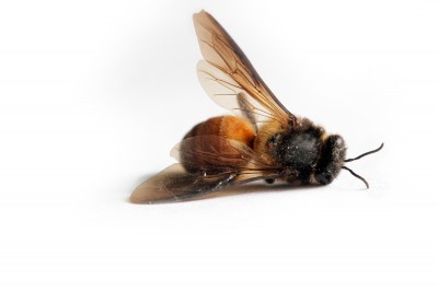 dead honeybee