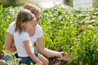 easy vegetable gardening