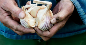 Garlic Shortage: World’s 4th Largest Country Lacking Popular Plant