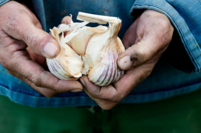 garlic shortage