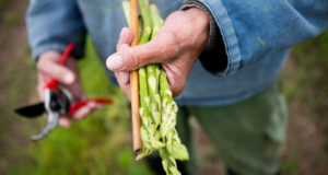 How To Care For The Asparagus In Your Garden