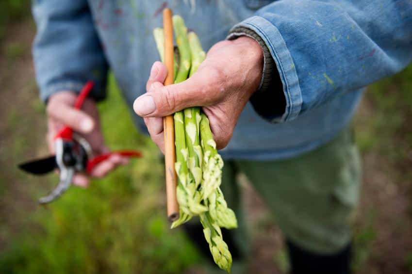 growing asparagus