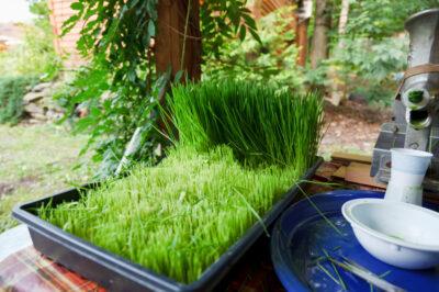 growing wheatgrass