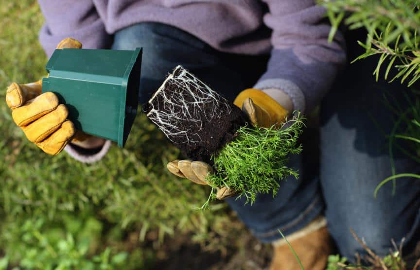 planting herb garden