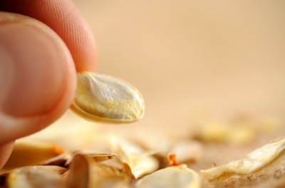 saving pumpkin seeds