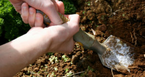 What A Simple Soil Test Can Do For Your Garden