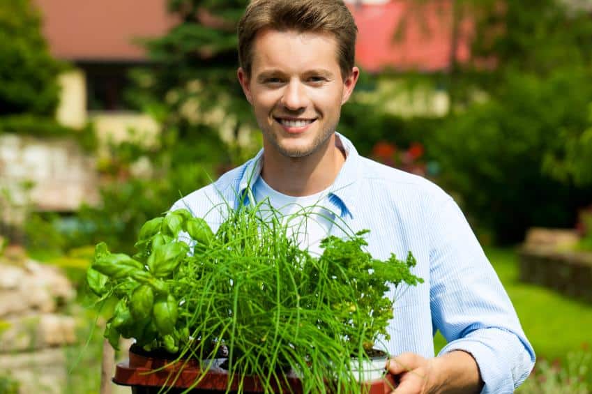 starting herb garden