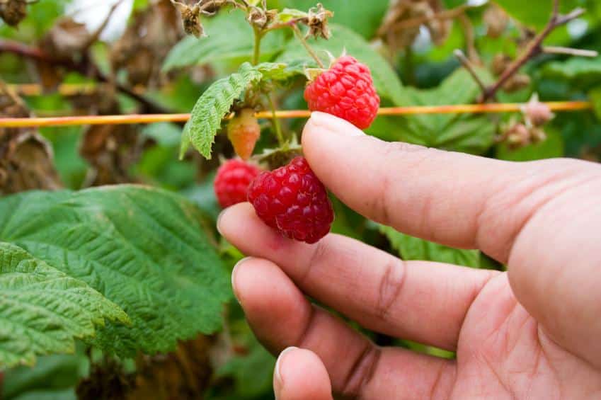 summer raspberries