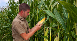 How To Prevent Common Sweet Corn Diseases