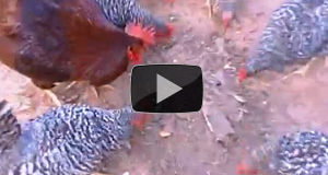 Could you feed your chickens without commerical food???