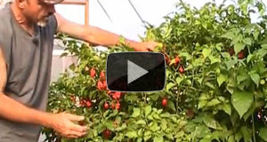 Amazing Hot Pepper Production – Pruning and Overwintering is Paying Off