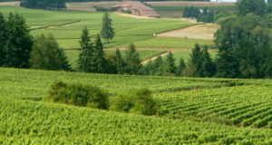 Organic Farmers Win With New Ban On GMO Canola In Oregon
